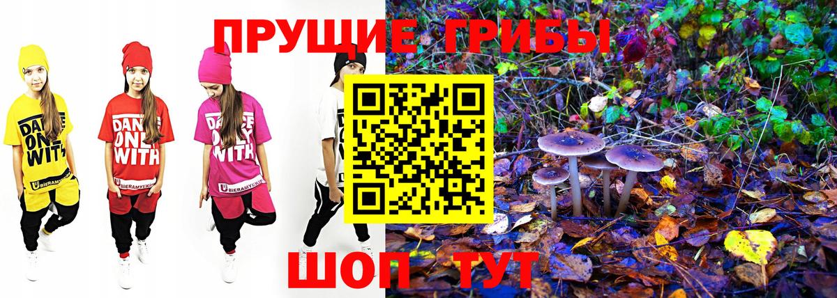 Новошахтинск  Псилоцибиновые грибы Psilocybine cubensis  Вход с VPN 